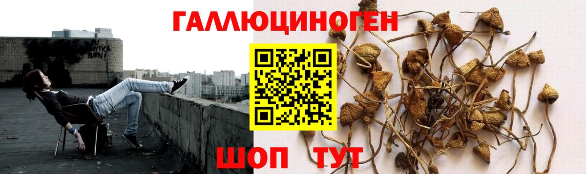 цена   Псилоцибиновые грибы мицелий  Вход с VPN  Псилоцибиновые грибы ЛСД  Кунгур 